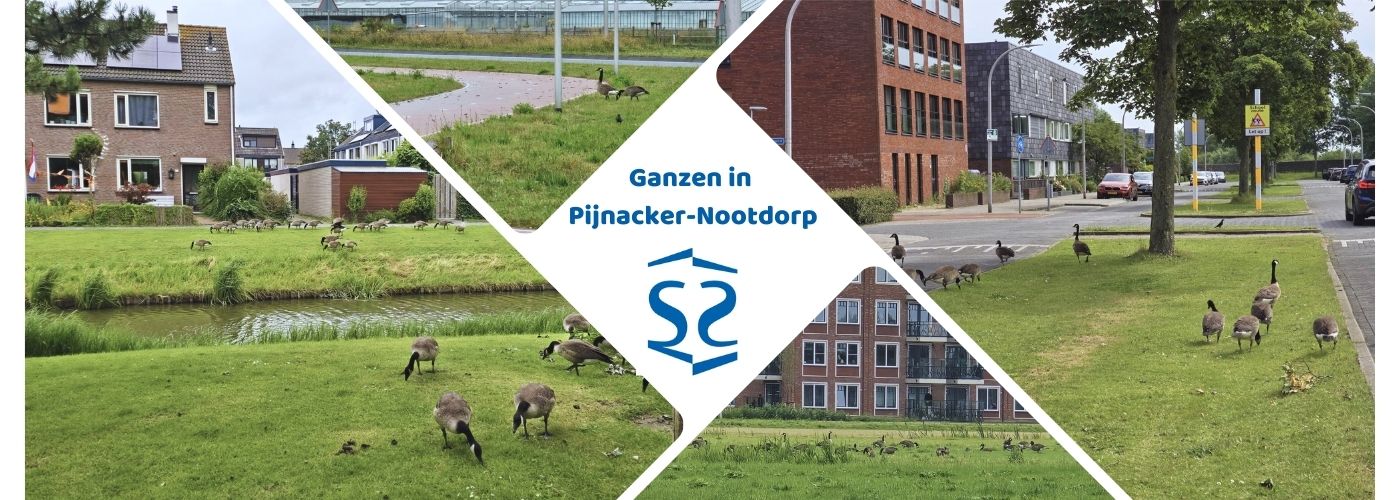 ganzen in Pijnacker Nootdorp